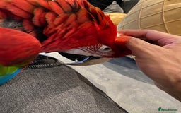 Macaws birds for sale: Greenwing Macaw - Gentle Giant, Very Talkative! - Image 4