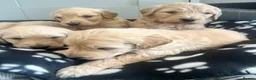 Goldendoodle dogs for sale: Stunning Goldendoodle Puppies - Advert 38
