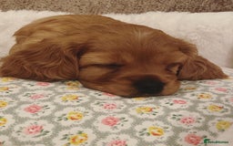 Cavapoo dogs for sale: Beautiful Cavapoo Puppies  - Image 12