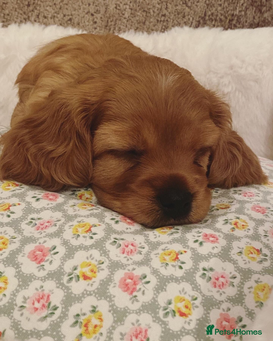 Cavapoo dogs for sale: Beautiful Cavapoo Puppies  - Image 12