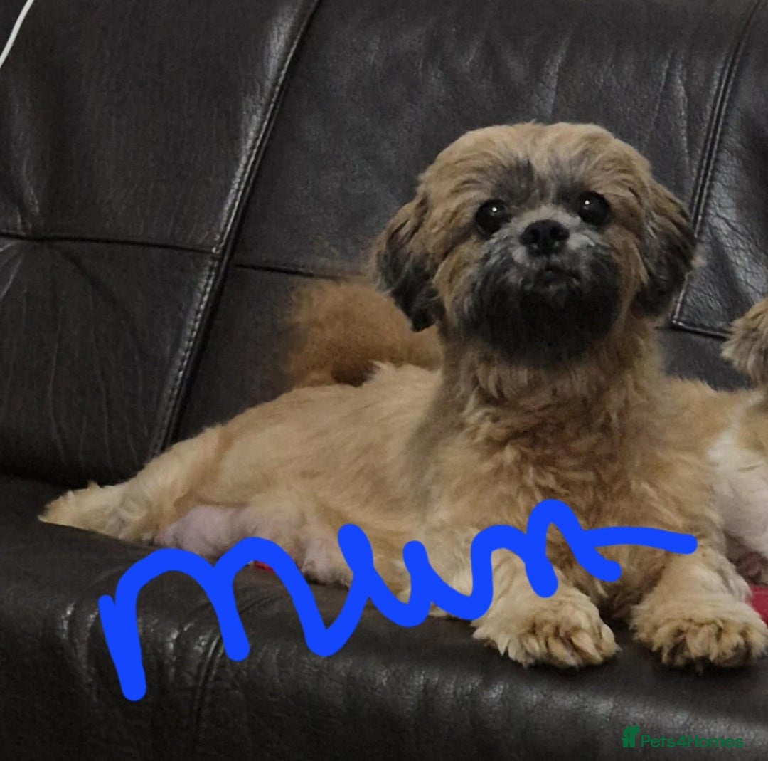 Shih Tzu dogs for sale: 8 ShihTzu Puppies for new homes - Advert 2
