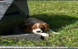 Cavalier King Charles Spaniel dogs for sale: Cavalier King Charles Puppies  - Image 4