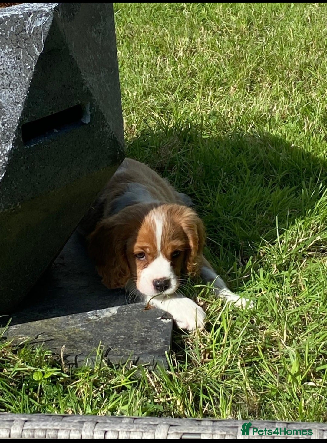 Cavalier King Charles Spaniel dogs for sale: Cavalier King Charles Puppies  - Image 4