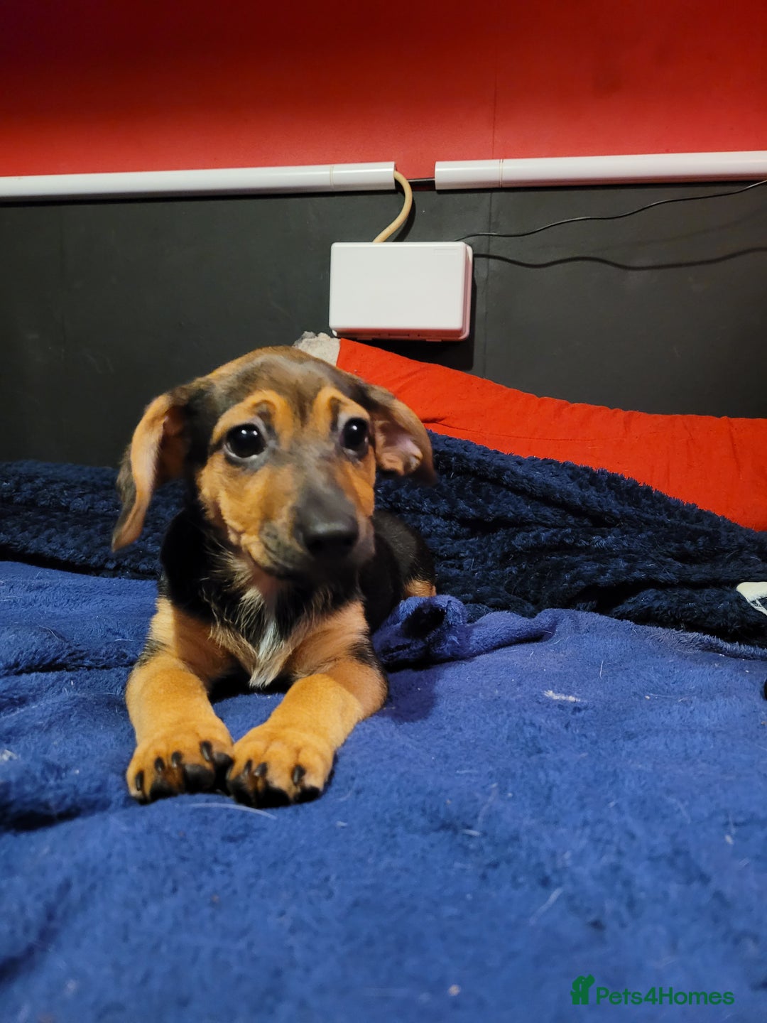 Jack Chi dogs for sale: Beautiful Jack Chi Puppies - Advert 9