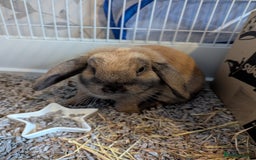 Mini Lop rabbits for sale: Baby pure bred mini lop rabbits - Image 5