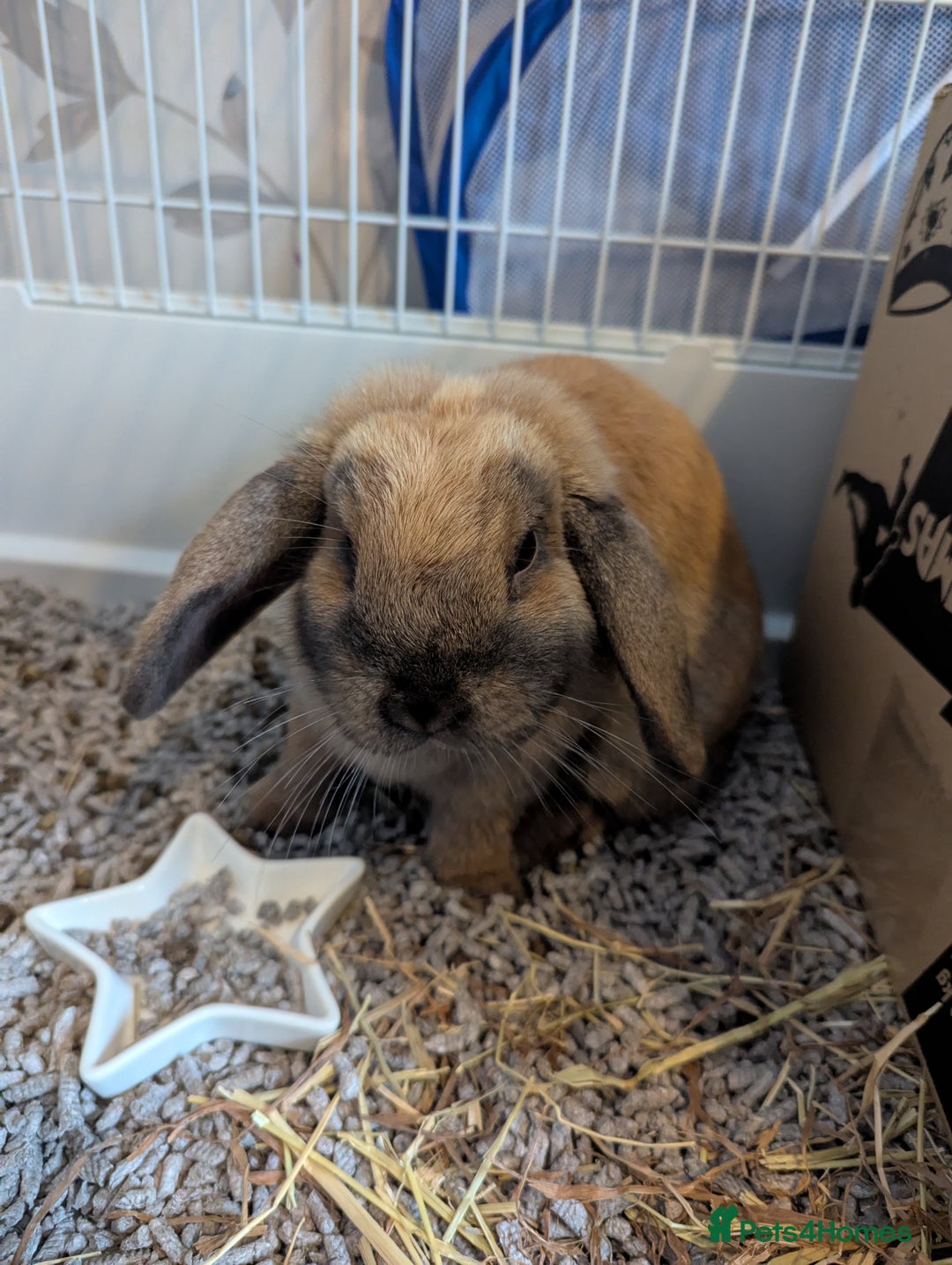 Mini Lop rabbits for sale: Baby pure bred mini lop rabbits - Image 5