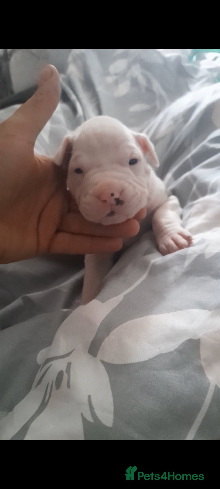 Mixed Breed dogs 11 not 2, mesaage to book a viewing 5 boys 6 girls - Advert 14