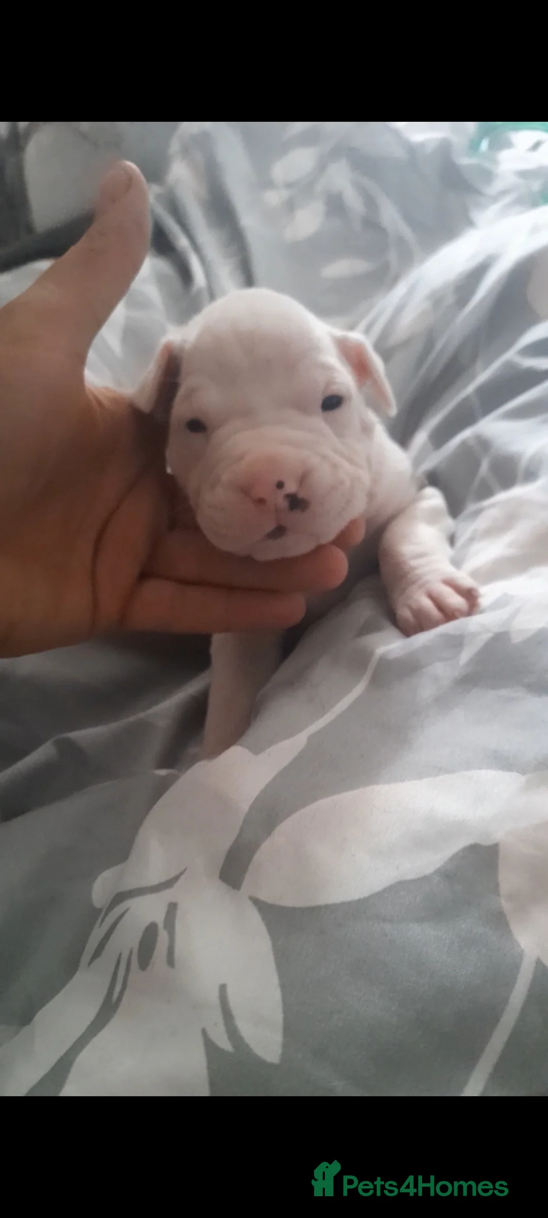 Mixed Breed dogs for sale: 11 not 2, mesaage to book a viewing 5 boys 6 girls - Advert 1