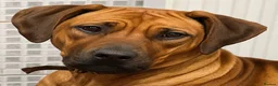 Rhodesian Ridgeback dogs for sale: European Champion Pedigree KC  in Retford - Advert 3