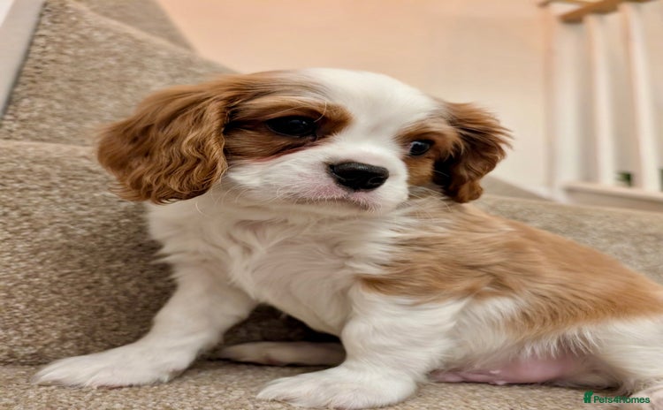 Cavalier King Charles Spaniel dogs - Advert 1