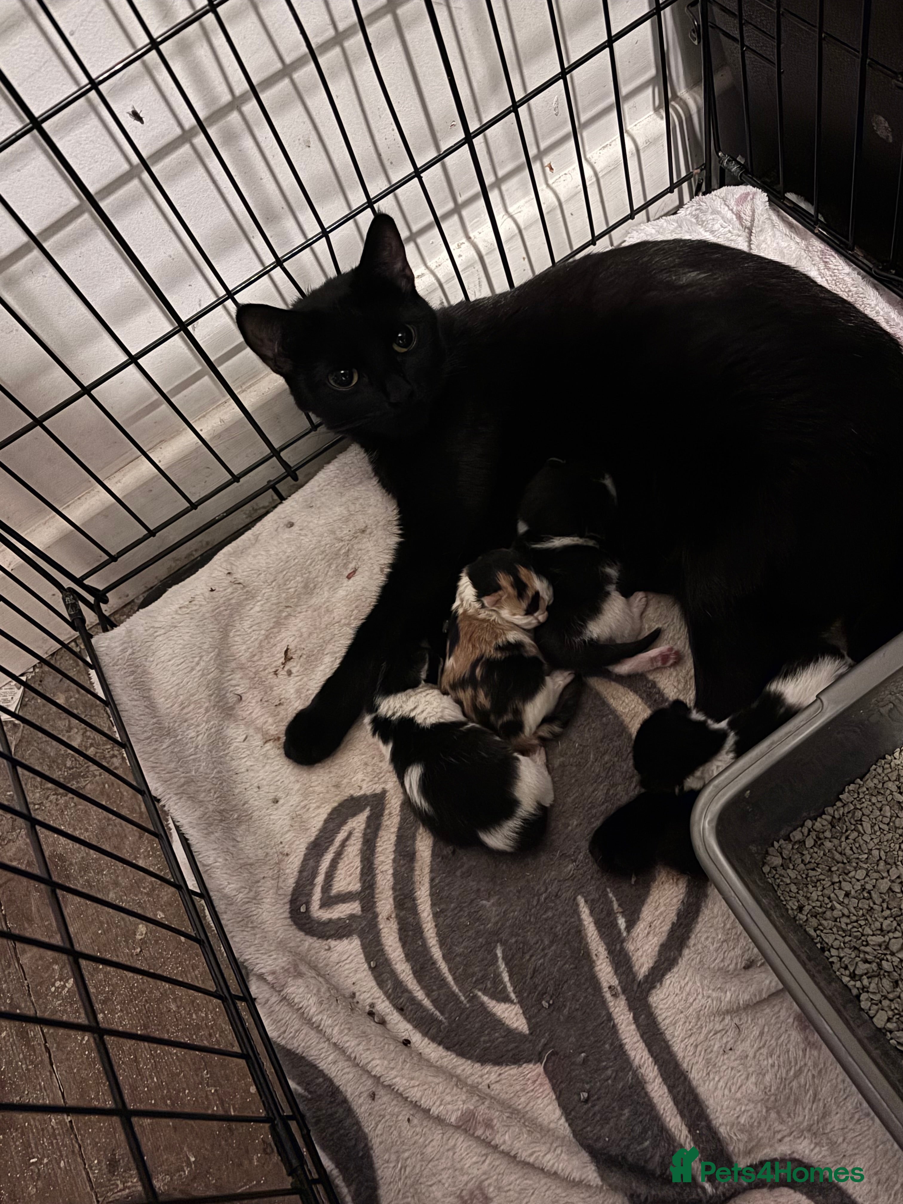 Mixed Breed cats Male kitten  - Advert 4