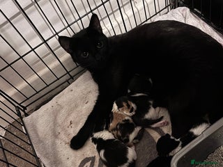 Mixed Breed cats - Advert 22