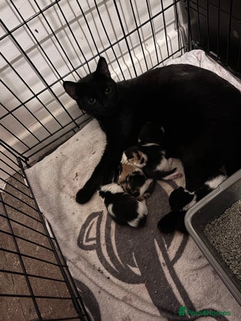 Mixed Breed cats - Advert 4