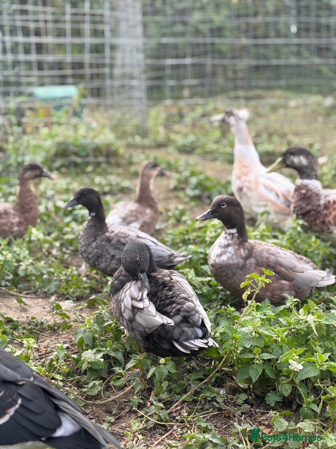 Mixed Breed birds for sale: Ducks mixed breed - Image 3