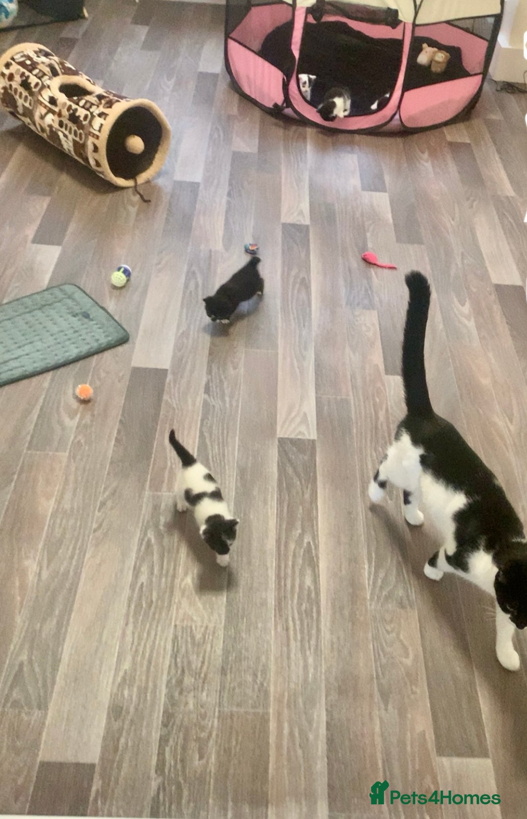 Mixed Breed cats for sale: Kittens - 2 boys 1 girl - ready to leave! - Image 17