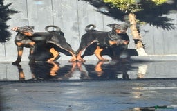 Dobermann dogs for sale: 2 Doberman females  - Image 2