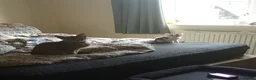 Mixed Breed cats for sale: Kitten looking for new house in Birmingham - Advert 1