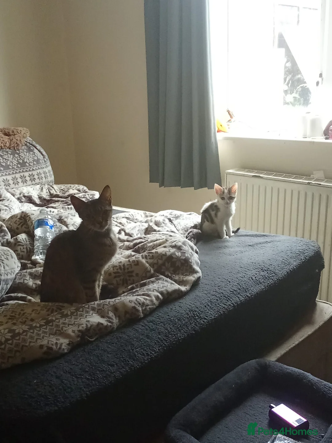 Mixed Breed cats for sale: Kitten looking for new house in Birmingham - Advert 1