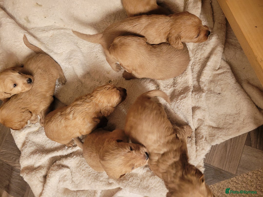 Labradoodle dogs for sale: F1 Miniature labradoodles 4 GIRLS LEFT  - Image 17