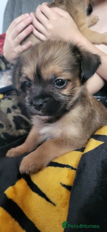 Mixed Breed dogs - Advert 2