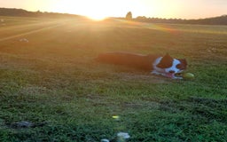 Border Collie dogs for sale: Dog for rehoming - Image 7