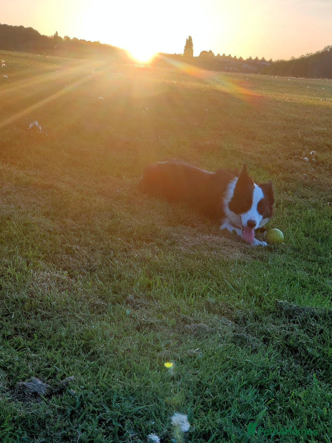 Border Collie dogs for sale: Dog for rehoming - Image 7