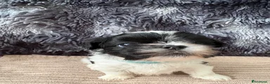 Lhasa apso Male 
