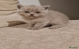 British Shorthair cats for sale: British shorthair  - Image 10