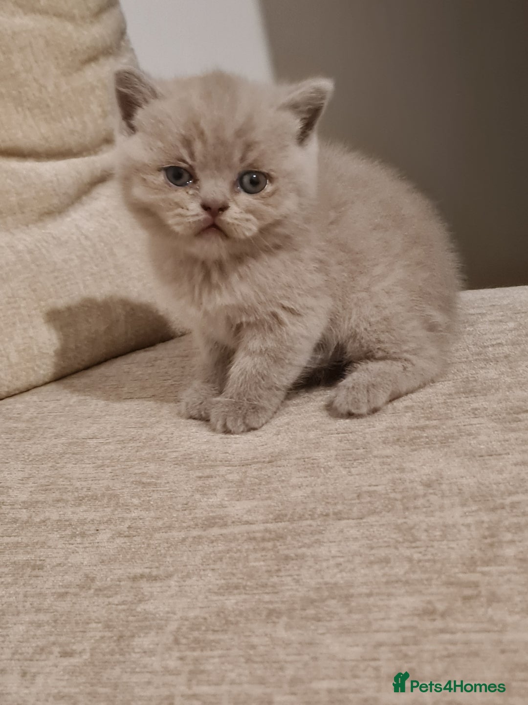 British Shorthair cats for sale: British shorthair  - Image 10