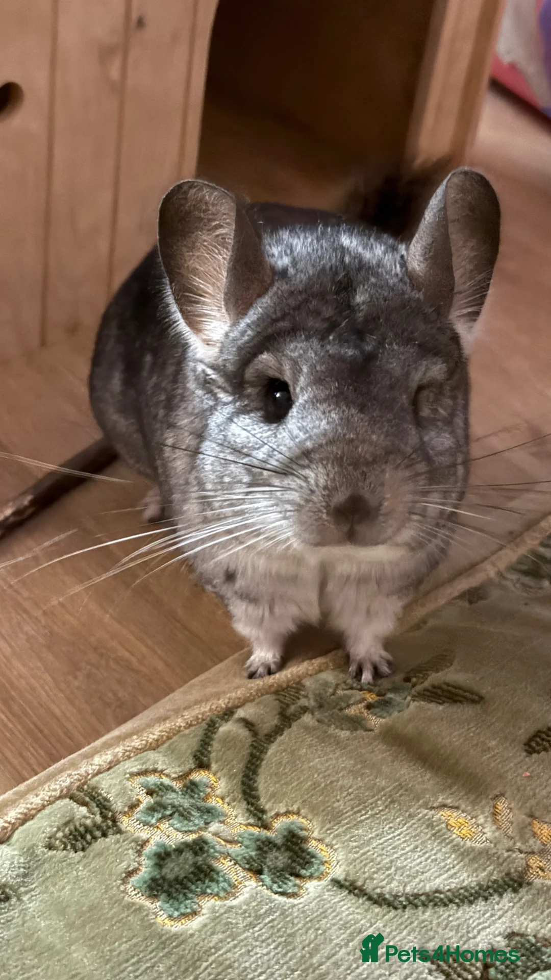 Chinchilla rodents for sale: Looking to rehome my beloved chinchilla girls - Advert 2