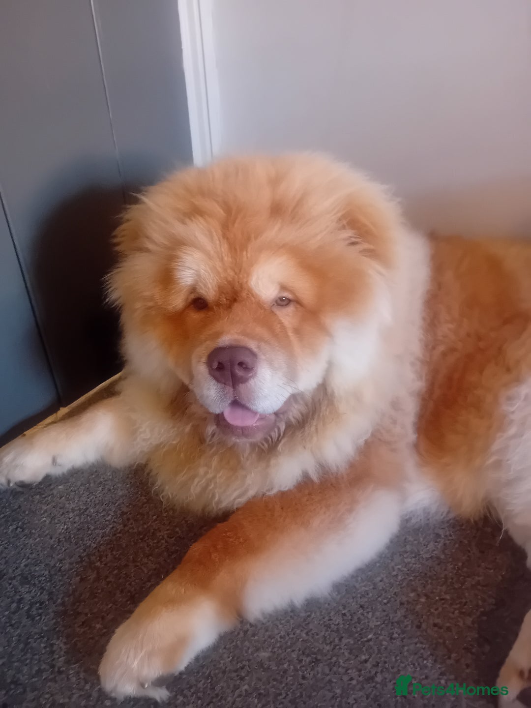 Chow Chow dogs for stud: Chowmazing  - Image 10
