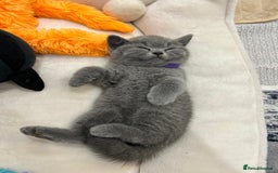 British Shorthair cats for sale: Champion line British Shorthair kittens  - Image 4