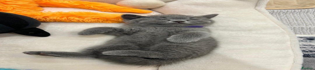 British Shorthair Kitten 4