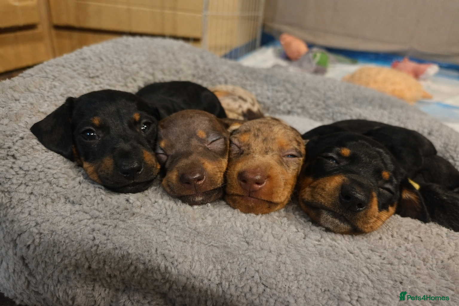 Chiweenie dogs Chiweenie Puppies - Advert 9