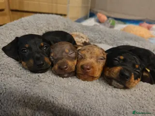 Chiweenie dogs Chiweenie Puppies - Advert 9