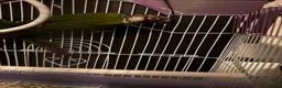 Conures birds for sale: 3 Proven Breeding Pairs of Conures With DNA Certs - Advert 3