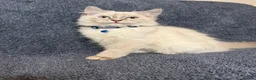 Perdoll cats for sale: ⭐️Ready Now  kittens  - Advert 17