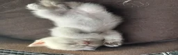 Scottish Fold cats for sale: Four Little Snowflakes with Unreal Blue Eyes  - Advert 5