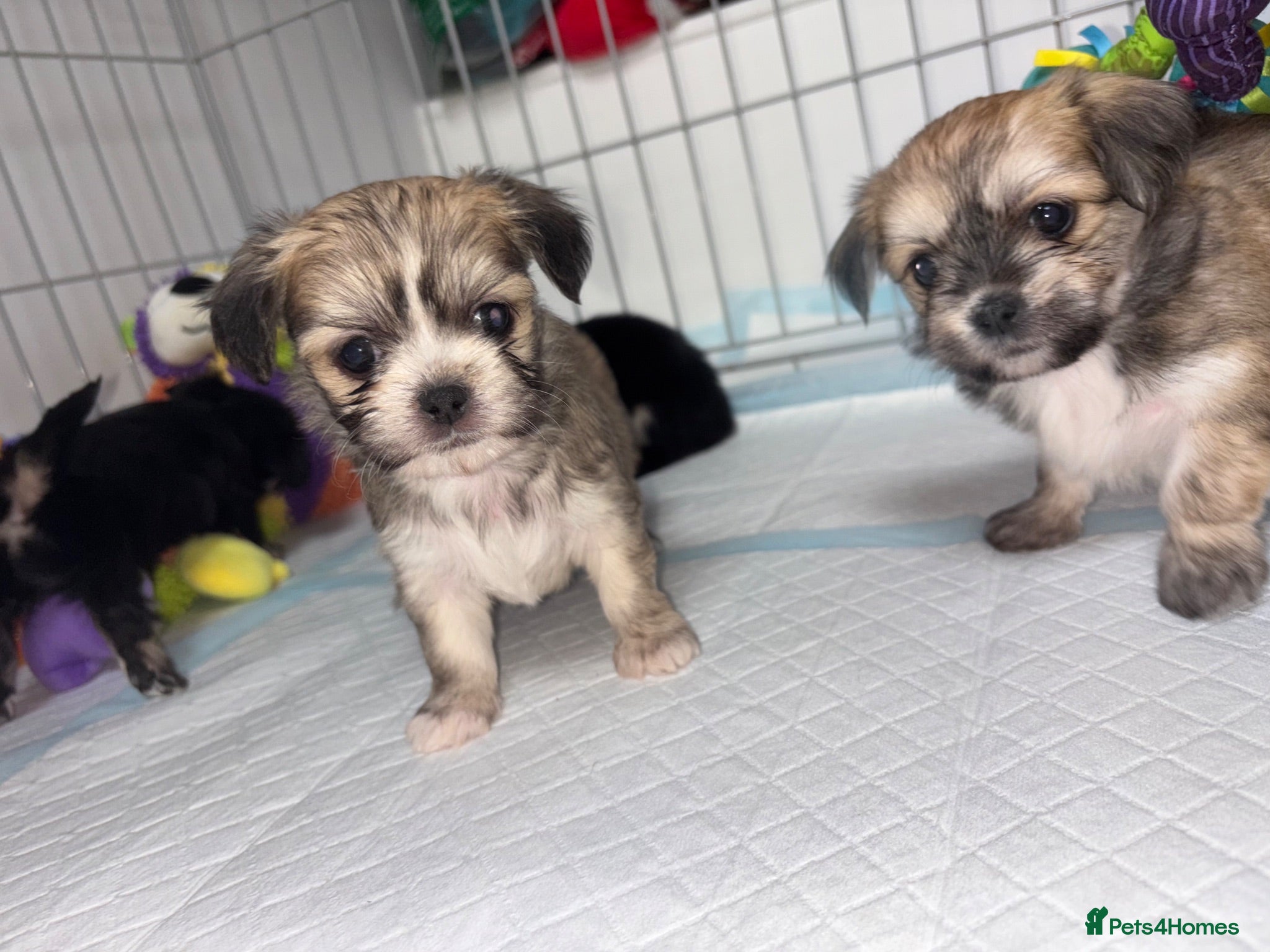 Mixed Breed dogs Tiny Malchi puppies - Advert 1