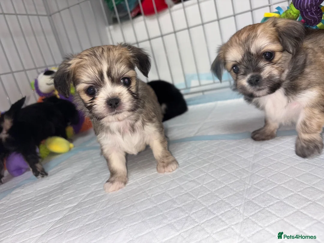 Mixed Breed dogs for sale: Tiny Malchi puppies - Advert 1