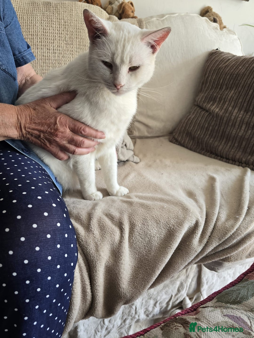 Mixed Breed cats for sale: Male cats - Image 5