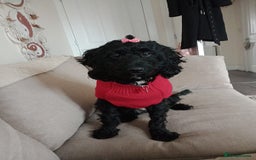 Mixed Breed dogs for sale: Emotional support cockapoo/Labrador puppies - Image 12