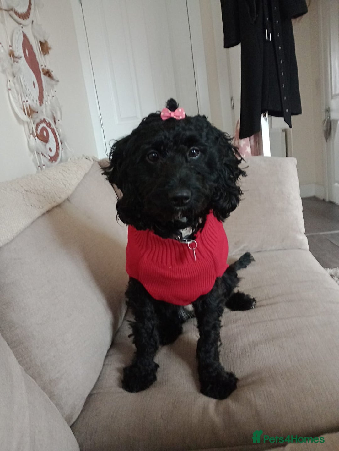 Mixed Breed dogs for sale: Emotional support cockapoo/Labrador puppies - Image 12