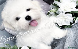 Maltese dogs for sale: Tiny KC Reg. Korean Line Maltese- by Emperatrice - Image 4