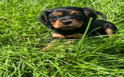 Cavalier King Charles Spaniel dogs for sale: Cavalier King Charles  - Image 5