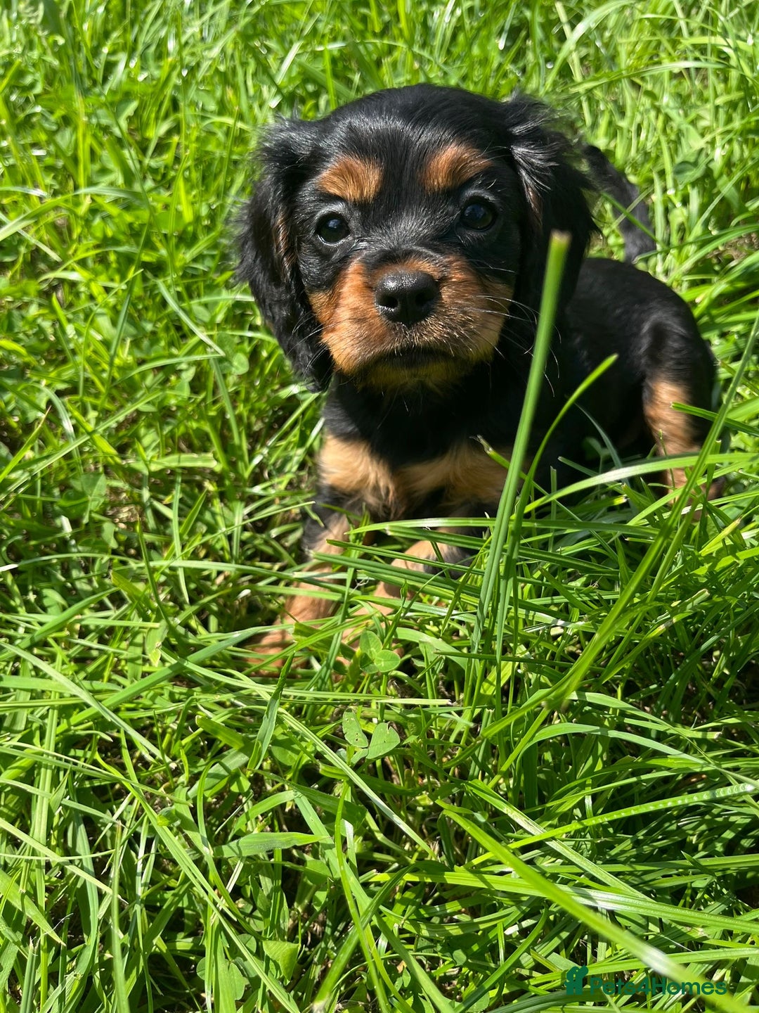Cavalier King Charles Spaniel dogs for sale: Cavalier King Charles  - Image 5