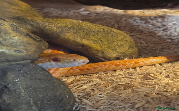 Corn Snake reptiles - Advert 1
