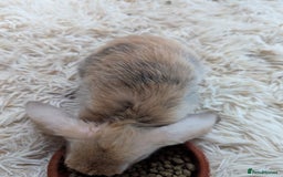 English Lop rabbits for sale: Lop mixed dot baby bunnies - Image 20