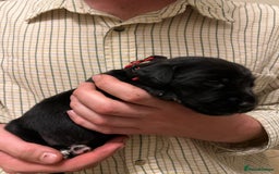 Springador dogs for sale: Springador Puppies for Sale  - Image 13