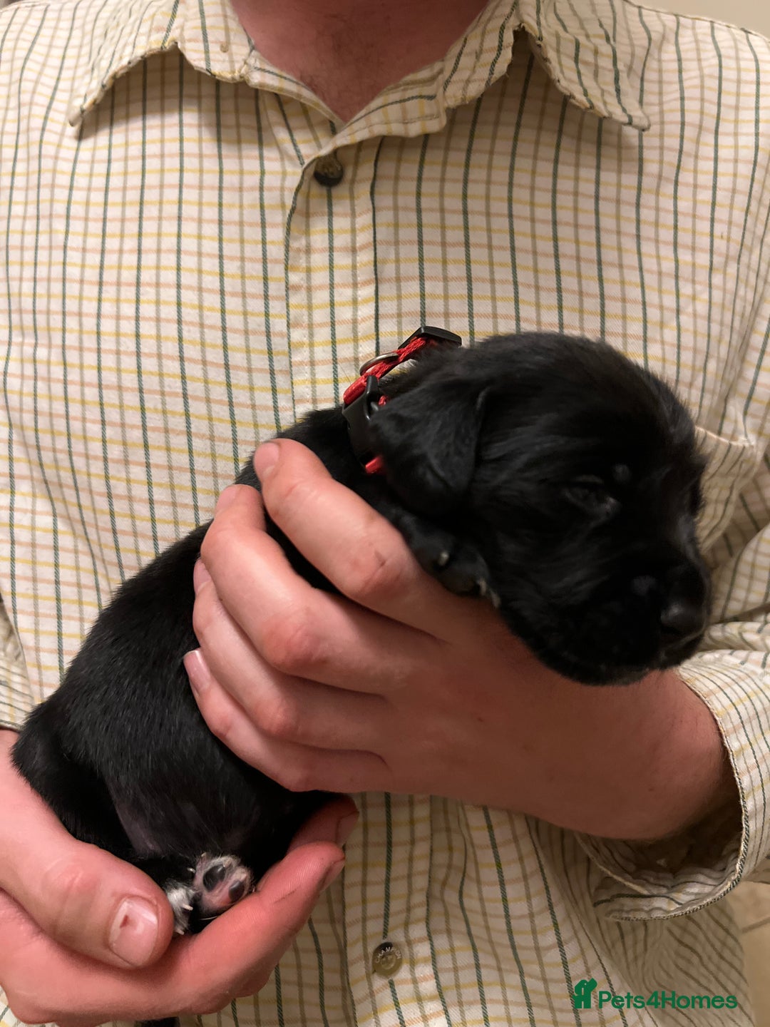 Springador dogs for sale: Springador Puppies for Sale  - Image 13
